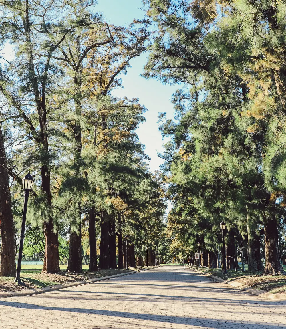 Avenida forestada del barrio Azahares del Paraná